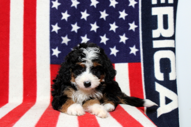 puppy, for, sale, Mini Bernedoodle, Matthew B. Stoltzfus, dog, breeder, Gap, PA, dog-breeder, puppy-for-sale, forsale, nearby, find, puppyfind, locator, puppylocator, aca